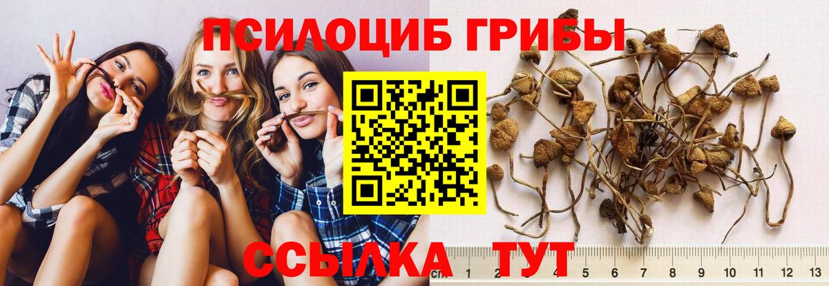 Железногорск  Псилоцибиновые грибы Psilocybine cubensis  Вход с VPN  Псилоцибиновые грибы GOLDEN TEACHER 